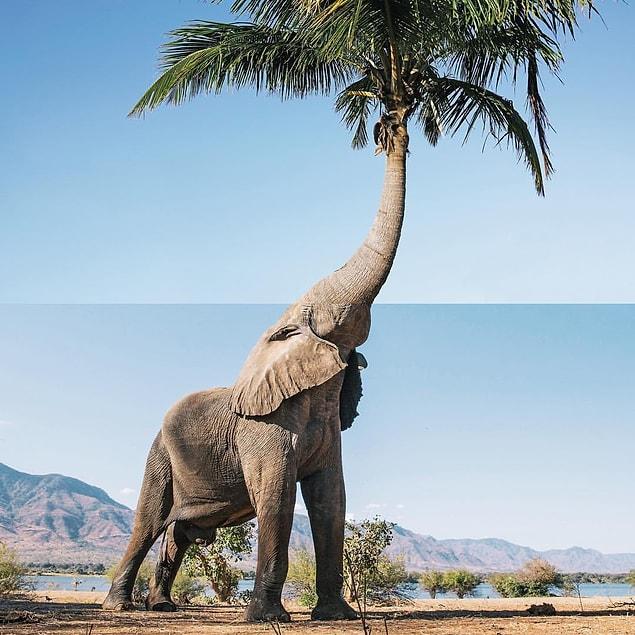 8. Palm Tree + Elephant