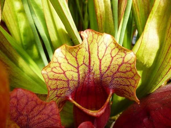 3. Саррацения