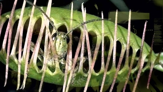 10 хищных растений, которые питаются... животными