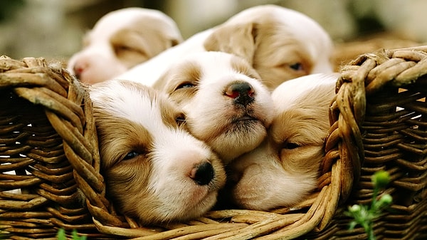 7. Для вас ваш питомец - всего лишь отрезок жизни, а для него вы — вся жизнь.