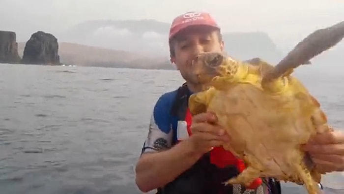 Ağa Takılan Deniz Kaplumbağasını Kurtaran Güzel İnsan