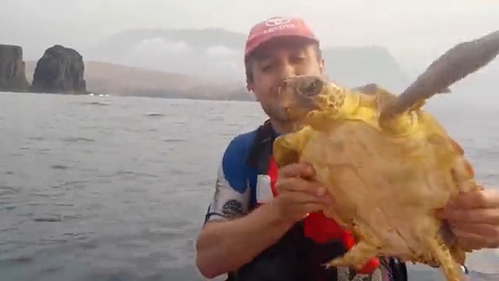 Ağa Takılan Deniz Kaplumbağasını Kurtaran Güzel İnsan