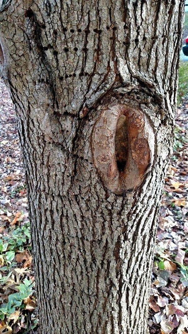 18. It’s just a hole in a tree where you could hide treasure. What? What did I say?