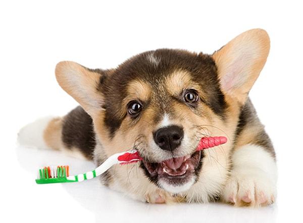 1. Köpeğiniz size dişlerini fırçalatmıyorsa, kemirmeyi sevdiği bir oyuncağın üzerine köpek diş macunu sıkıp çiğnemesine izin vererek dişlerini temizleyebilirsiniz.