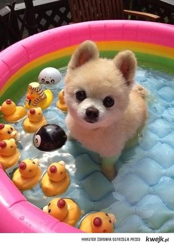 17. Çok sıcak günlede köpeğiniz için doldurduğunuz havuza buz atabilirsiniz.