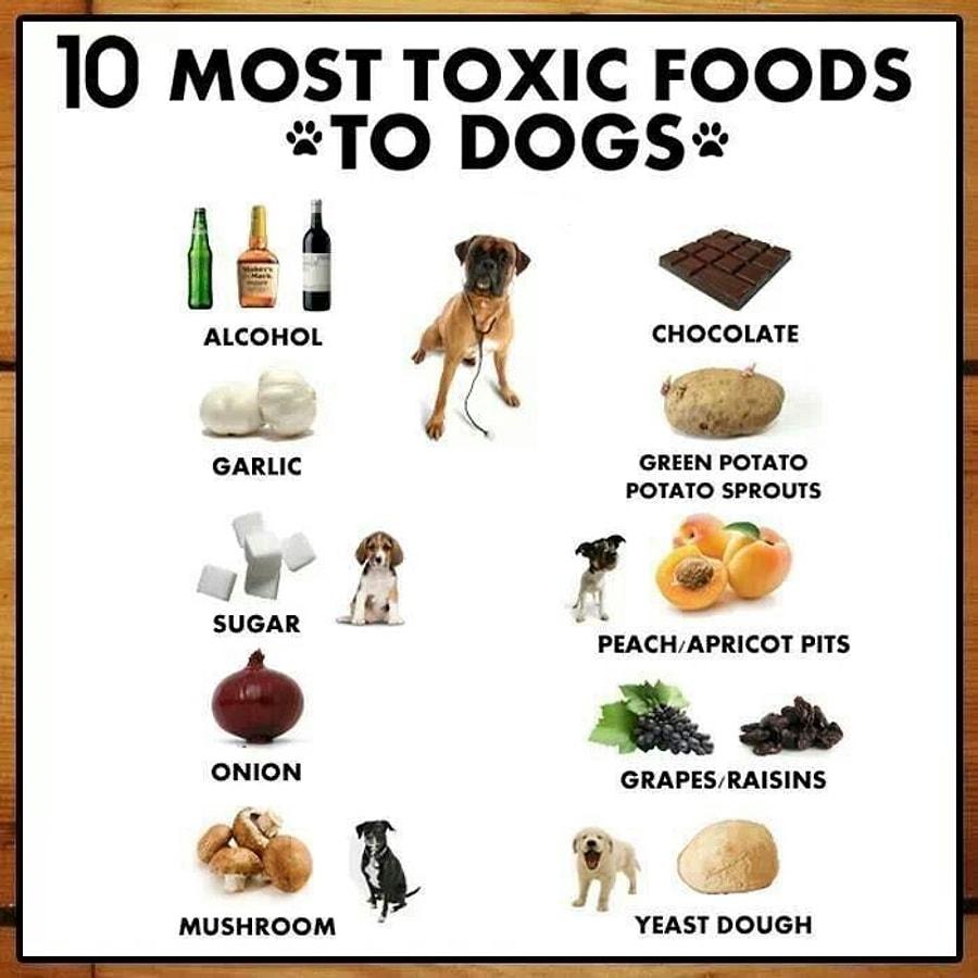 Список опасных продуктов для собак