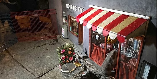 АнониМЫШЬ открыл в Швеции магазин для мышей