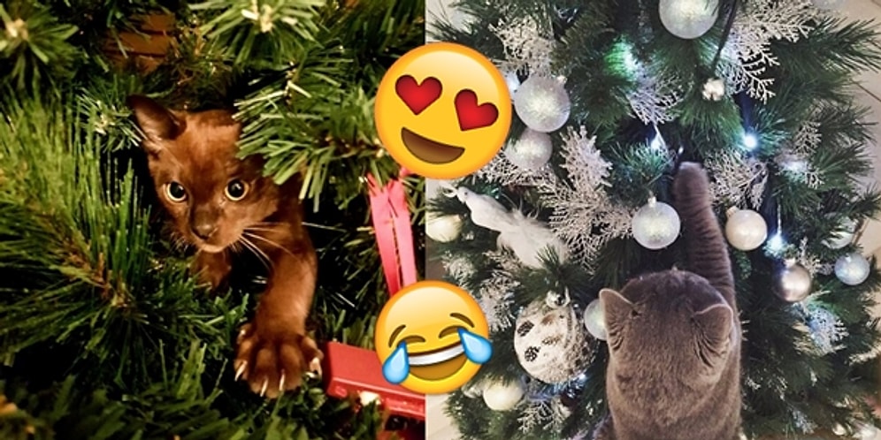 Yılbaşı Ağaçlarına Karşı Derin Duygular Besleyen Yaramaz Kedilerden 29 Minnoş An