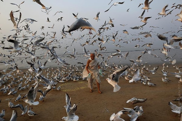 19. Мужчина кормит чаек на пляже Аравийского моря в Мумбаи, Индия, 9 февраля 2016 года