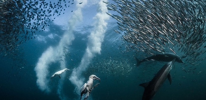 Победители конкурса «Nature Photographer Of The Year 2016» от National Geographic