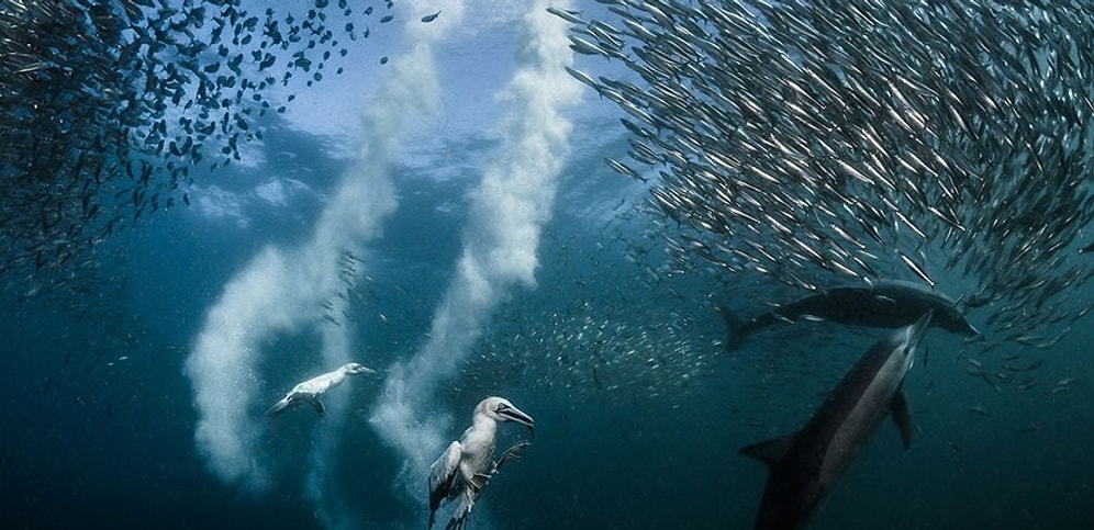 Победители конкурса «Nature Photographer Of The Year 2016» от National Geographic