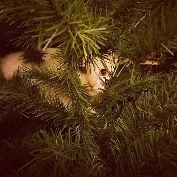 3. Покупайте только низковольтные гирлянды!