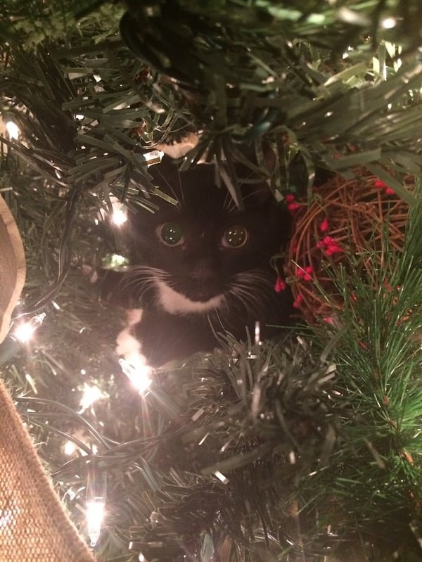 6. Впрочем, в мире существует много кошек, которых появление дерева в доме абсолютно не волнует