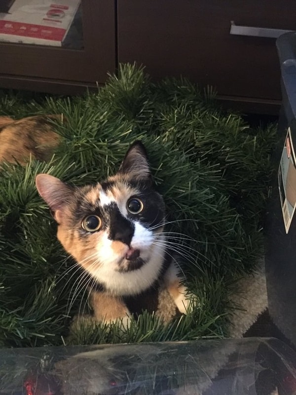 10. Принятие вами необходимых мер позволит радостно и весело встретить Новый Год всей семьей, не исключая из её состава братьев наших меньших 🎄❄️⛄️