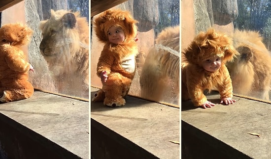 Aslan Kostümü Giyerek Minnoşluk Patlaması Yaşayan Ufaklığın Gerçek Aslanla Tanışma Anı