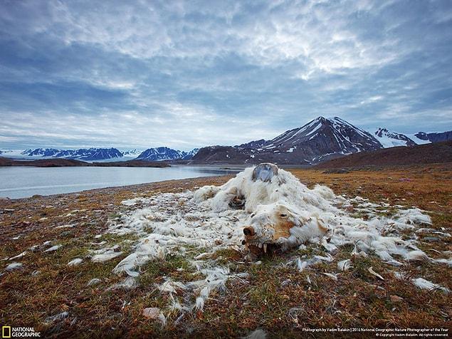 13. First Place Winner, Environmental Issues: Life and Death, Svalbard and Jan Mayen