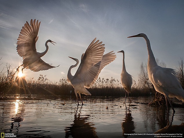 9. Third Place Winner, Action: Changing Fortunes of The Great Egret, Hungary