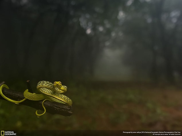 7. First Place Winner, Animal Portraits: Dragging You Deep Into the Woods!