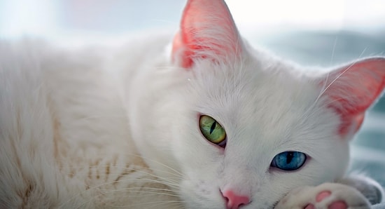 11 фото, рассказывающих о прекрасной мутации под названием гетерохромия