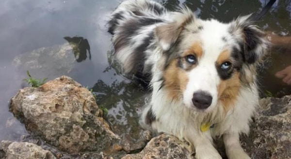 5. Бывают и такие случаи, когда частичную гетерохромию имеют оба глаза. У этой собаки, к примеру, глаза наполовину голубые, наполовину карие