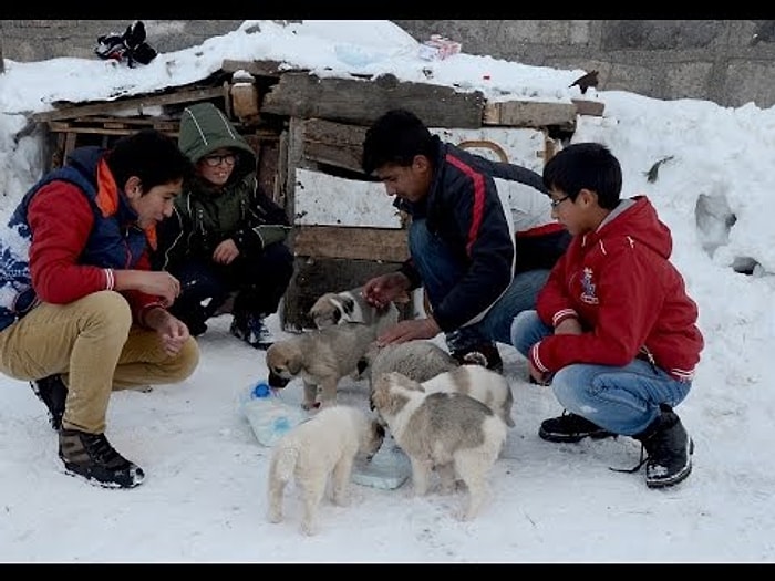 Harçlıklarını Sokak Köpekleri İçin Harcayan Koca Yürekli Çocuklar