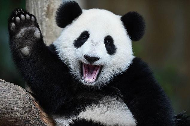 7. Giant Pandas are no longer listed as endangered species!