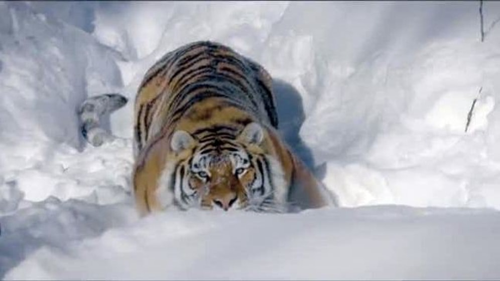 Drone ile Kaplanların Dünyasını Ziyaret Etmeye Ne Dersiniz?