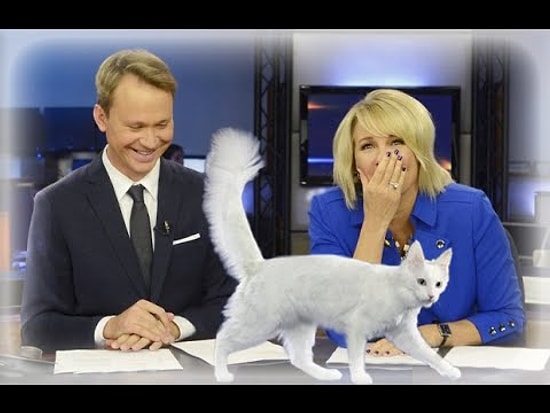 Убойные ляпы и приколы в прямом эфире на ТВ в 2016 году)