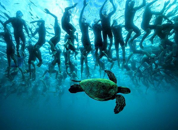 12. Hawaii'de 'Honu' olarak da bilinen yeşil deniz kaplumbağası Ironman Dünya Şampiyonasına katılan 2.300 triatlon atletine eşlik ediyor.