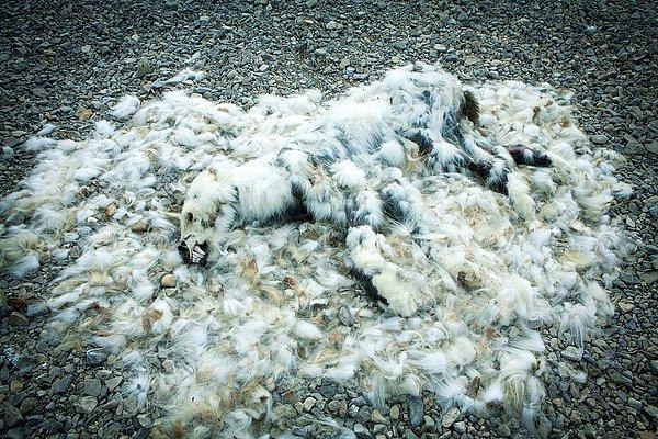 14. Şubat ayında Kanada buzullarına yapılan bir keşif ziyaretinde çekilen fotoğraf iklim değişikliği yüzünden açlıktan öldüğü düşünülen bir kutup ayısına ait.