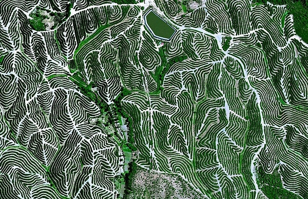 1. Фруктовые сады в Испании