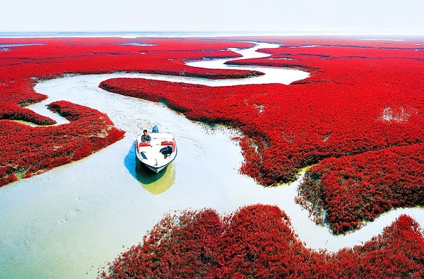 5. Красный пляж Паньцзинь, Китай