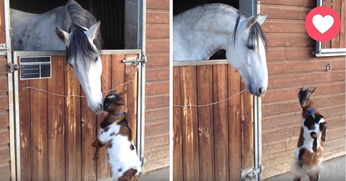 At ile Arkadaşlık Kurmaya Çalışan Sevimli Bebek Keçi