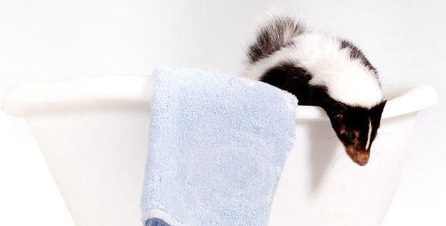 Dermatologists suggest washing your face, armpits, and genitals if you don't have time or chance to wash your whole body. These areas are the ones where most of the bacteria lives.