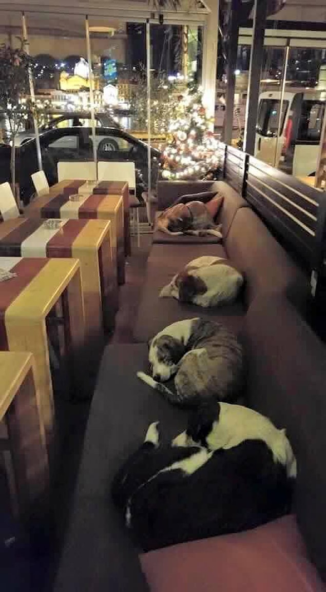 14. This cafe in Greece that opened its doors to stray animals to protect them from the cold.🐱🐶