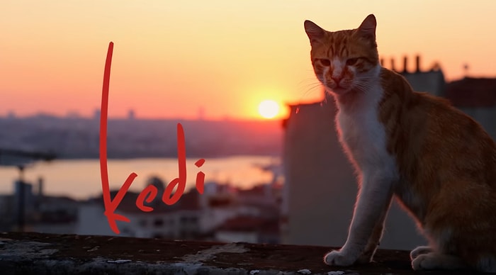 Ceyda Torun İmzalı Kedi Belgeselinden Fragman Geldi