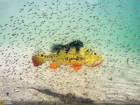 Vahşi Yaşam "En"leri! 2016 National Geographic Yılın Doğa Fotoğrafçısı Ödüllü 19 Fotoğraf