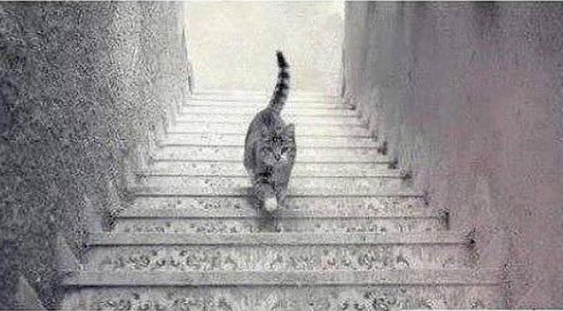 6. Sıra inmek-çıkmakla ilgili görsel algılarında. Sence bu kedi aşağı mı iniyor, yukarı mı çıkıyor?