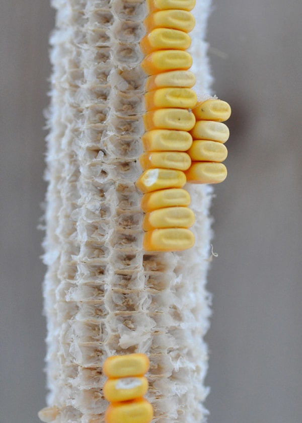 12. Кочерыжка кукурузы