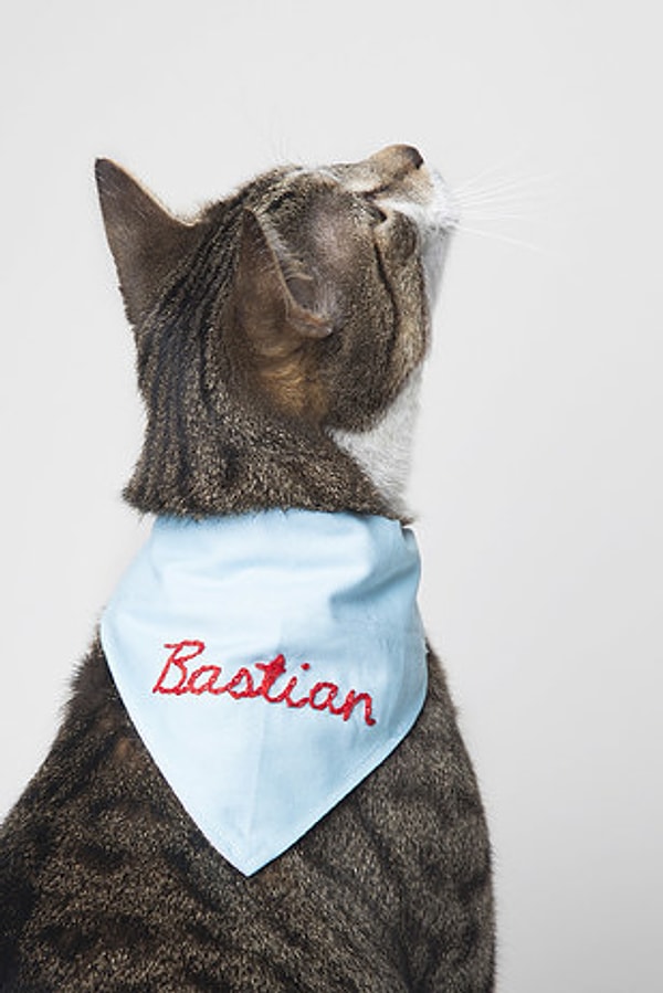 19. Бандана для домашнего любимца
