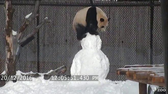 Minnoş Pandanın Eğlenceli Kardan Adam Dostluğu