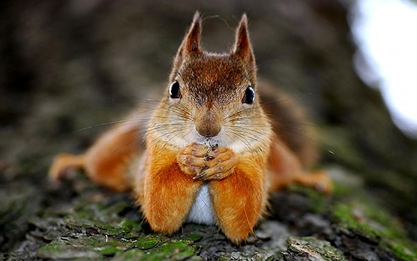 6. Ученые пришли к выводу, что живущие на территории Великобритании белки являются разносчиками проказы – опасного заболевания, которое развитые страны мира смогли победить