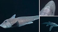 Kafasındaki Penisle İlk Kez Kameralara Yakalanan 300 Milyon Yaşındaki Hayalet Köpek Balığı