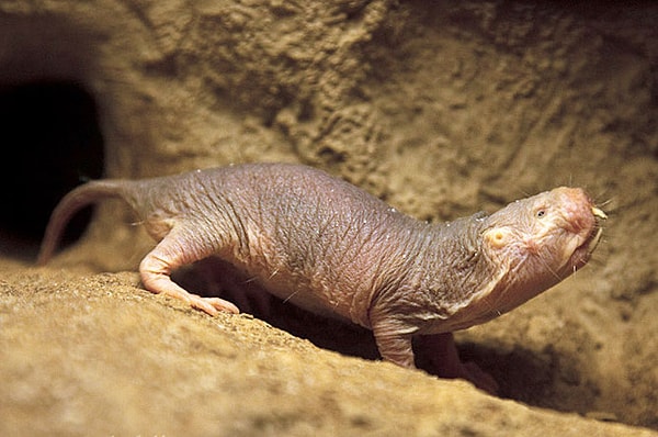 20. Африканский подземный грызун голый землекоп не стареет и не болеет раком