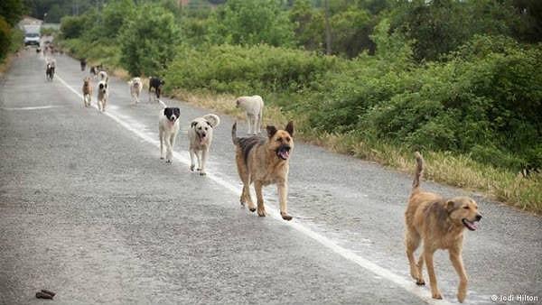 7. Başıboş köpekler geceyi adeta dört gözle bekliyorlardır. Diğer mahallenin köpekleriyle alıp veremediklerini hallediyorlar olsa gerek.