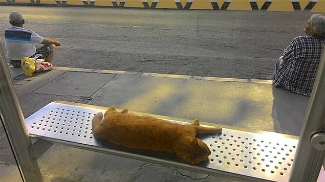3. İzmir'den sıcacık bir kare. Otobüs beklerken kediyi rahatsız etmek istemeyen iki güzel insan.