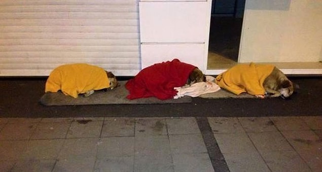 7. İzmir'den bir kare: Aramızdaki güzel insanların, üşümesinler diye battaniye ile üstlerini örttükleri köpekler. ☺️