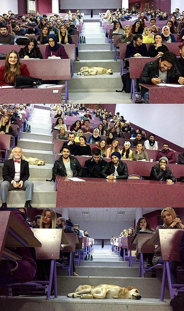 6. Antalya Akdeniz Üniversitesi öğrencileri de, soğuk havadan kaçıp sınıfa giren bir köpeği rahatsız etmeden derse devam ediyorlar.