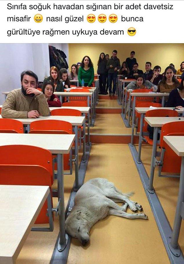 4. Kocaeli Üniversitesi öğrencileri, üşüdüğü için sınıfa giren köpeği rahatsız etmeden derslerine devam ediyorlar. 🙏