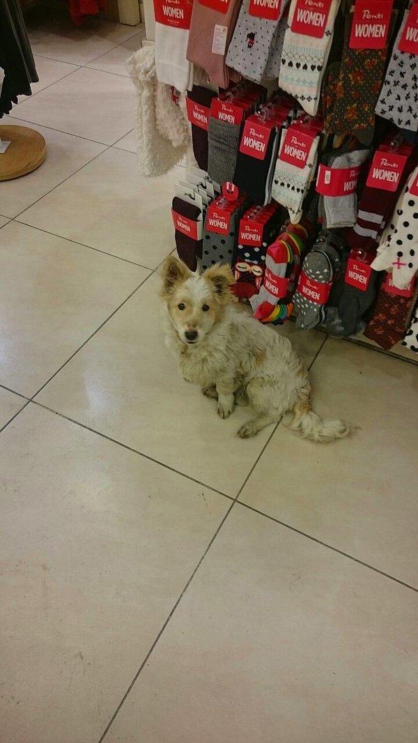 11. Sakarya'daki bir mağaza çalışanlarının, soğukta üşümesin diye içeri aldıkları bir köpek.